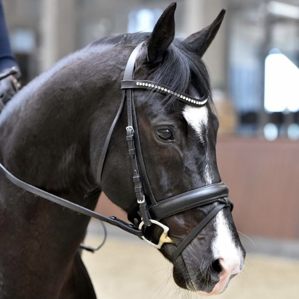 In Search of the Perfect Athlete, a Dressage Horse