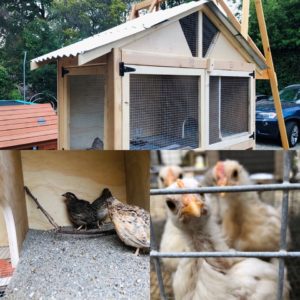 Chicken Coop Vera Koo Pandemic