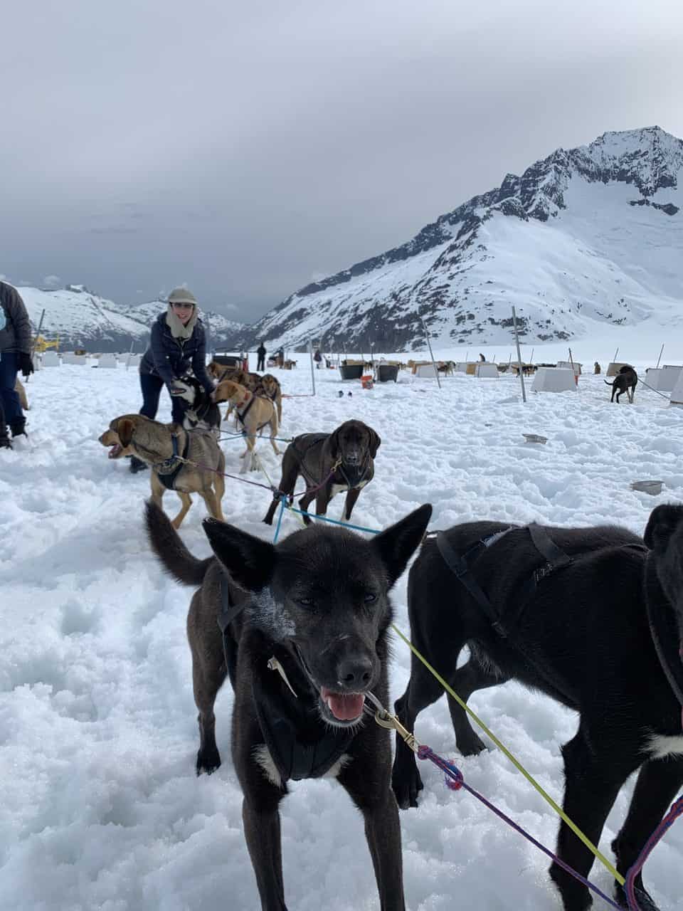 Dog-musher-Alaska